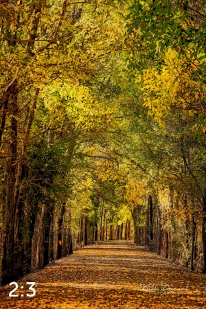 Dark Island Trail 56865-IA