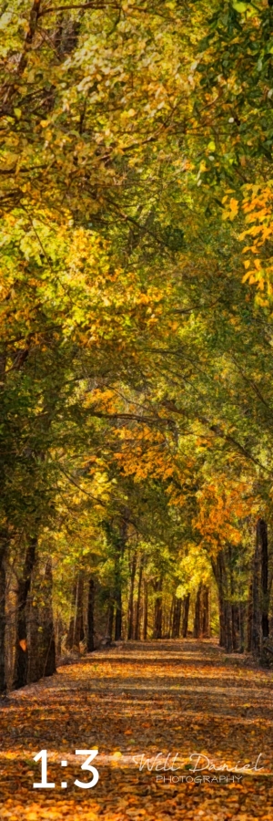 Dark Island Trail 56865-W2