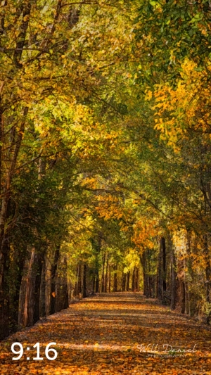 Dark Island Trail 56865-W2