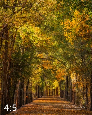 Dark Island Trail 56865-W2