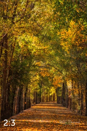 Dark Island Trail 56865-W2