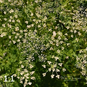 Lake Wanahoo Trail 712759-I2