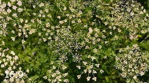 Lake Wanahoo Trail 712759-I2