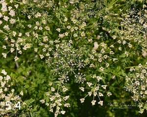 Lake Wanahoo Trail 712759-I2