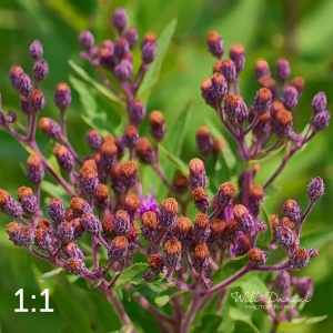 Lake Wanahoo Trail 712976-G2