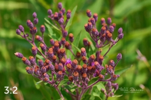 Lake Wanahoo Trail 712976-G2