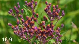 Lake Wanahoo Trail 712976-G2