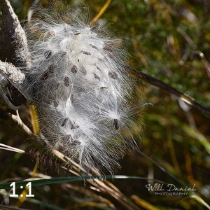 Lake Wanahoo Trail 720027-I2