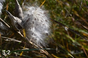 Lake Wanahoo Trail 720027-I2