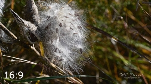 Lake Wanahoo Trail 720027-I2