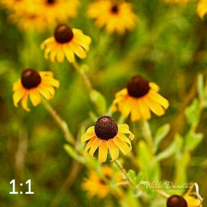 Lake Wanahoo Trail 720724-I2