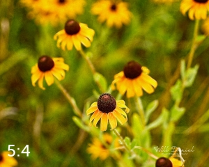 Lake Wanahoo Trail 720724-I2