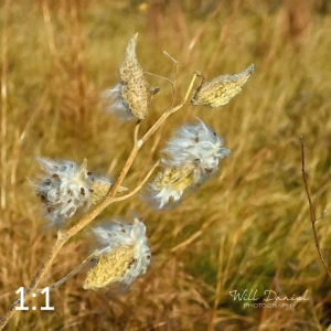 Lake Wanahoo Trail 721692-O4