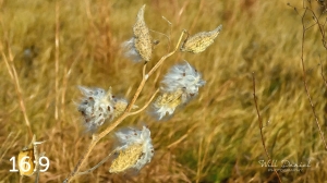 Lake Wanahoo Trail 721692-O4