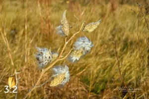 Lake Wanahoo Trail 721692-O4