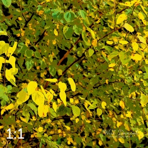 Lake Wanahoo Trail 55750-I4