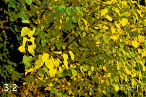 Lake Wanahoo Trail 55750-I4