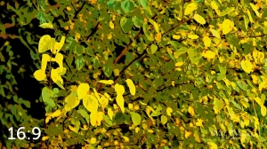 Lake Wanahoo Trail 55750-I4