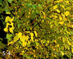 Lake Wanahoo Trail 55750-I4