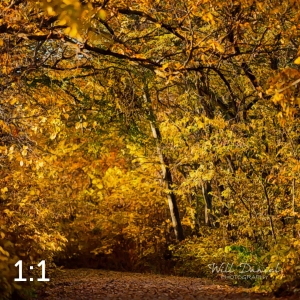 MoPac East Trail 56903-G2