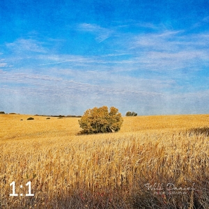 Oak Creek Trail 56699-I2