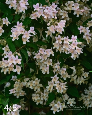 Wahoo Trail 712702-G3