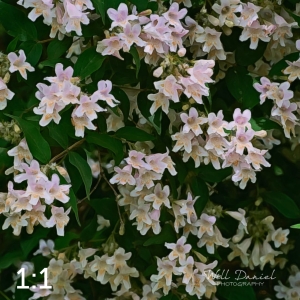 Wahoo Trail 712702-G3