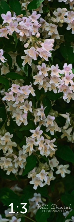 Wahoo Trail 712702-G3