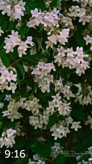 Wahoo Trail 712702-G3