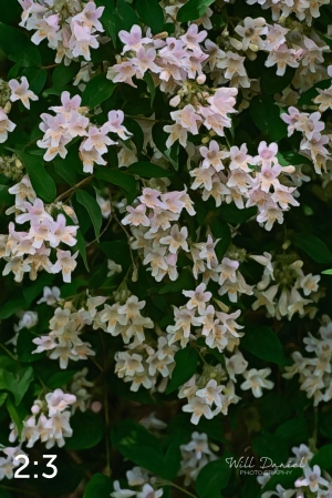 Wahoo Trail 712702-G3