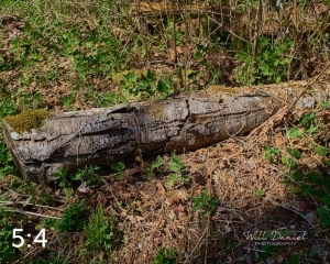 Beaver Lake Trail 88_G2