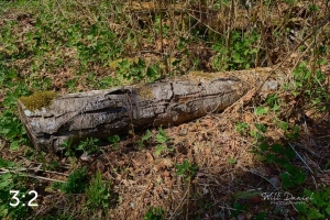 Beaver Lake Trail 88_G2