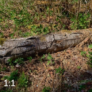 Beaver Lake Trail 88_G2