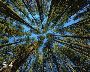 Beaver Lake Trail 98_IE