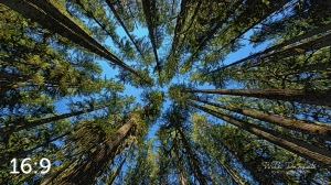 Beaver Lake Trail 98_IE