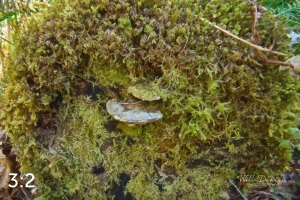 Rockport State Park 175_O4