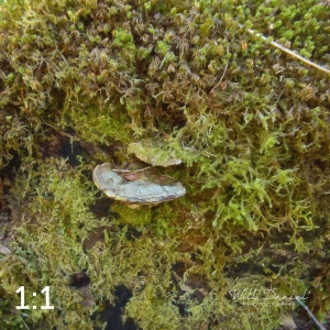 Rockport State Park 175_O4