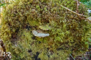 Rockport State Park 175_N2