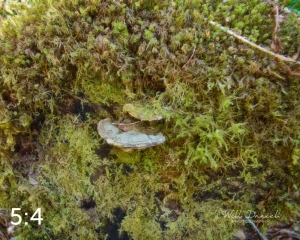 Rockport State Park 175_N2