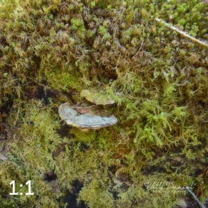 Rockport State Park 175_N2