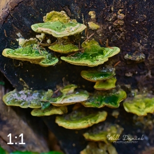 Beaver Lake Trail 131_G2