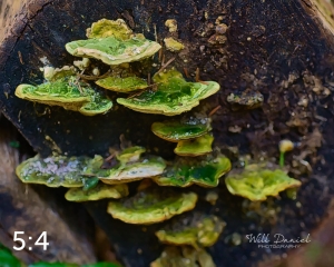 Beaver Lake Trail 131_G2
