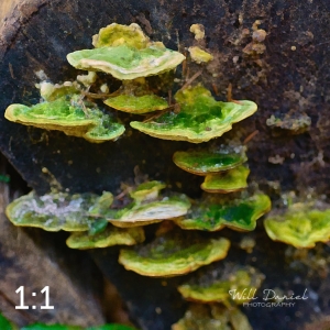 Beaver Lake Trail 131_O2