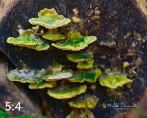 Beaver Lake Trail 131_O2