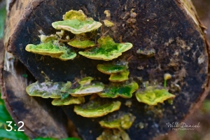 Beaver Lake Trail 131_O2