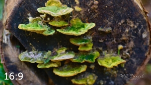 Beaver Lake Trail 131_O2