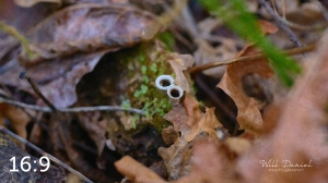 Beaver Lake Trail 135_O1