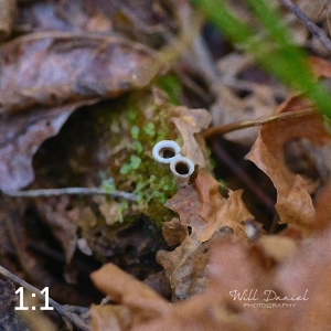 Beaver Lake Trail 135_O1