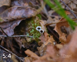 Beaver Lake Trail 135_O1