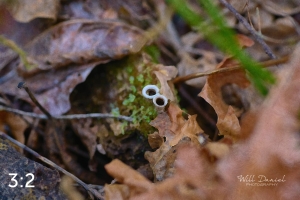 Beaver Lake Trail 135_O1